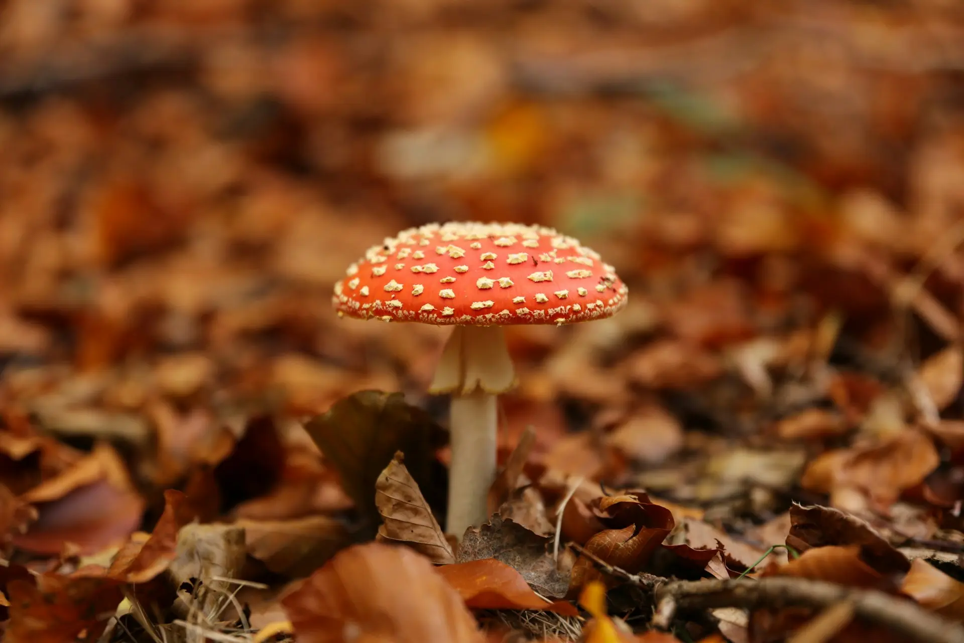 A white stemmed mushroom, with a bright orange cap with white spots