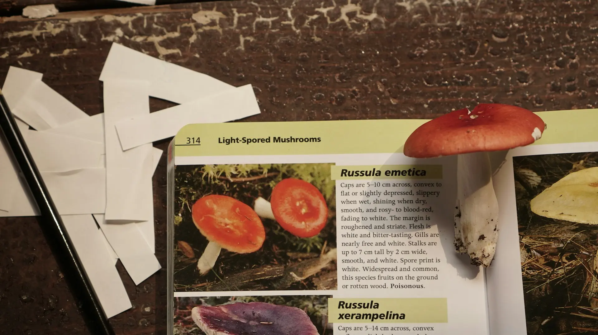 A wild mushroom on top of a page in a mushroom identification book, giving detailed information about that mushroom