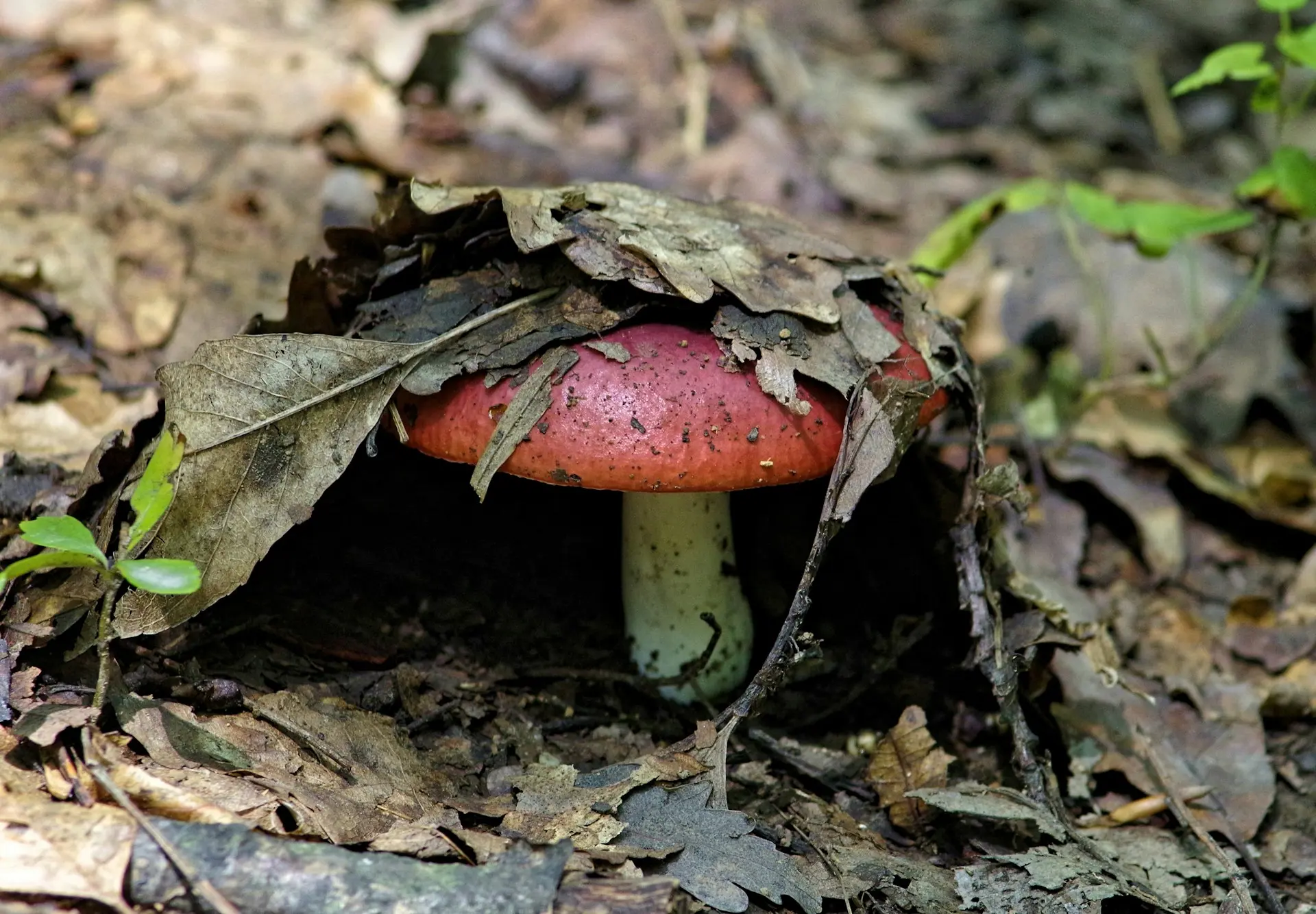 A mushroom under a pile of leaves, with only one side of it visible