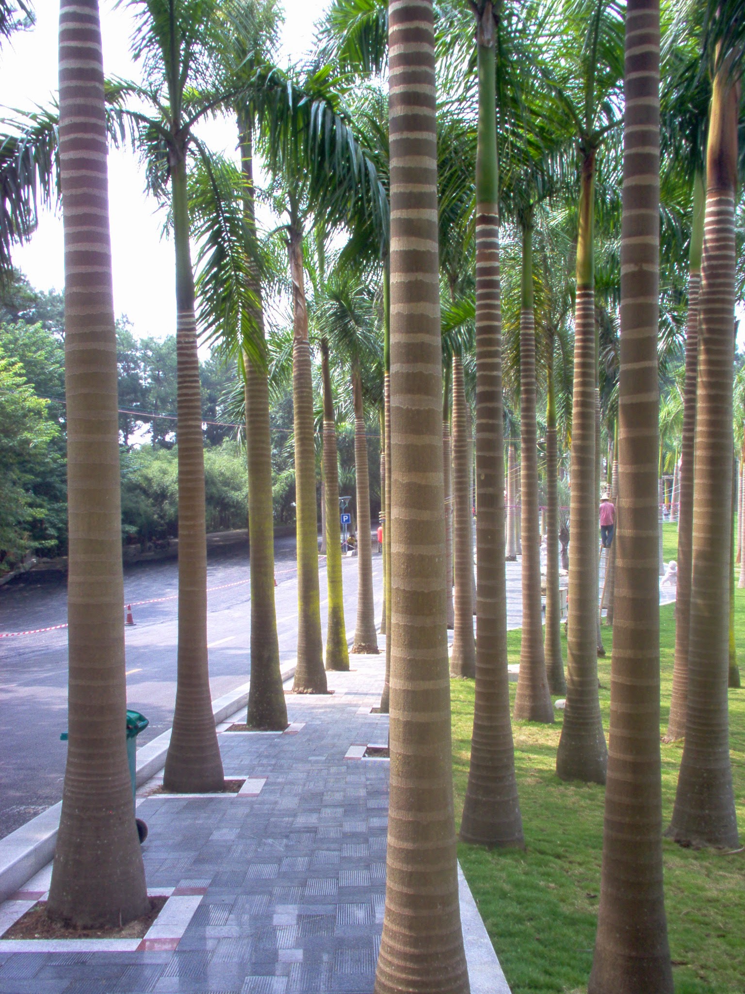 Qingxiu Mountain Palms